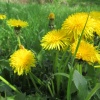 náhled narozeninovy_den_20170506_133908.prev.jpg