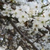 náhled prestice_20170409_145930.prev.jpg