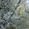 náhled prestice_20170409_150102.prev.jpg